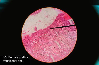 Urethra, female – histology slide
This is a histology slide of the female urethra. The pointer is at transitional epithelium.

Image by Athikhun.suw, via Wikimedia Commons. 

Original file source: [url=https://commons.wikimedia.org/wiki/File:Female_urethra_histology.jpg] https://commons.wikimedia.org/wiki/File:Female_urethra_histology.jpg [/url]

Title: "Female_urethra_histology.jpg"

No changes were made to the original image downloaded.  

This file is licensed under the Creative Commons Attribution-Share Alike 4.0 International license. [url=https://creativecommons.org/licenses/by-sa/4.0/deed.en/]https://creativecommons.org/licenses/by-sa/4.0/deed.en/[/url]

