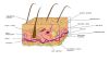 960px-Diagram_of_human_skin.jpg
