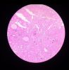 Histology_of_Thyroid_gland.jpg