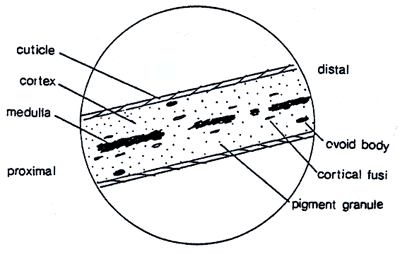 Forensics: History of Hair/Fiber Analysis and Hair Diagram