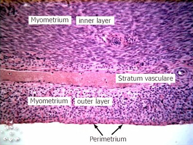 histologic dating endometrium