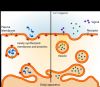 399px-Exocytosis_types_svg.png