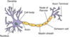 400px-Neuron_svg.png