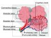 418px-Alveolus_diagram_svg.png