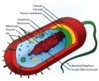 494px-Average_prokaryote_cell-_en_svg.png