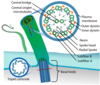 505px-Eukaryotic_cilium_diagram_en_svg.png