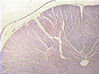 Filename=50933.jpg
Filesize=24KiB
Dimensions=318x238
Date added=May 10, 2008 50933.jpg