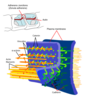 514px-Adherens_Junctions_structural_proteins_svg.png