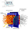 556px-Desmosome_cell_junct.jpg