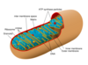 622px-Diagram_of_a_human_mitochondrion_svg.png
