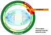 800px-Anaphase_procariotic_mitosis_svg.png