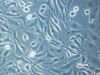 800px-Cho_cells_adherend2.jpg