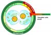 800px-Cytokinesis_procariotic_mitosis_svg.png