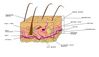 800px-Diagram_of_human_skin.jpg