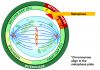 800px-Metaphase_procariotic_mitosis_svg.png