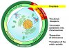 800px-Prophase_procariotic_mitosis_svg.png