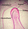 Enamelmineralization11-17-05.jpg