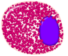 Eosonophilic_myelocyte.png