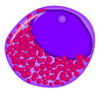 Eosonophilic_promyelocyte.png