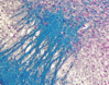 Filename=FastBlue1.gif
Filesize=21KiB
Dimensions=150x118
Date added=Sep 07, 2007 FastBlue1.gif