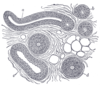 Filename=Gray946.png
Filesize=48KiB
Dimensions=450x384
Date added=Sep 04, 2007 Gray946.png