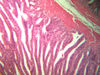 Filename=IMG_0208~6.jpg
Filesize=110KiB
Dimensions=800x600
Date added=May 23, 2008 IMG_0208~6.jpg