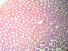 Filename=IMG_0211~7.jpg
Filesize=142KiB
Dimensions=800x600
Date added=May 23, 2008 IMG_0211~7.jpg