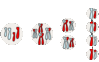 Filename=Meosis4.gif
Filesize=32KiB
Dimensions=460x289
Date added=Oct 09, 2007 Meosis4.gif