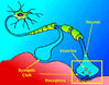 Neuron_transmission_1.jpg