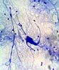 Neuronehisto.jpg