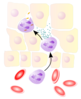 NeutrophilerAktion.png