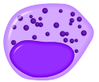 Neutrophilic_myelocyte.png