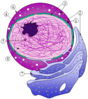 Nucleus_ER.png