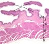 Rumen-histology1.jpg