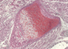 Filename=SafraninO.gif
Filesize=18KiB
Dimensions=150x109
Date added=Sep 07, 2007 SafraninO.gif