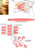 Skeletal_muscle_diagram.jpg