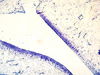 Filename=TolBlue20100x.jpg
Filesize=25KiB
Dimensions=400x300
Date added=Jan 17, 2008 TolBlue20100x.jpg