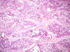 Filename=bone1.jpg
Filesize=345KiB
Dimensions=1360x1024
Date added=May 01, 2007 bone1.jpg
