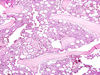 Filename=bone2.jpg
Filesize=385KiB
Dimensions=1360x1024
Date added=May 01, 2007 bone2.jpg