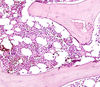 Filename=bone3~0.jpg
Filesize=199KiB
Dimensions=879x768
Date added=May 01, 2007 bone3~0.jpg