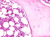 Filename=bone4~0.jpg
Filesize=301KiB
Dimensions=1360x1024
Date added=May 01, 2007 bone4~0.jpg