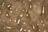 Filename=bone5.jpg
Filesize=237KiB
Dimensions=768x512
Date added=Mar 27, 2007 bone5.jpg