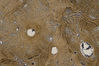 Filename=bone6.jpg
Filesize=350KiB
Dimensions=768x512
Date added=Mar 27, 2007 bone6.jpg