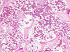 Filename=bone6~0.jpg
Filesize=548KiB
Dimensions=1360x1024
Date added=May 01, 2007 bone6~0.jpg