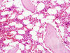 Filename=bone8.jpg
Filesize=229KiB
Dimensions=1360x1024
Date added=May 01, 2007 bone8.jpg