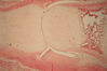 Filename=bonedeveloping1.jpg
Filesize=164KiB
Dimensions=768x512
Date added=Mar 27, 2007 bonedeveloping1.jpg