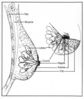 Filename=breast.jpg
Filesize=96KiB
Dimensions=800x947
Date added=Sep 11, 2007 breast.jpg