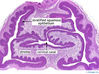 Filename=cervix4x.jpg
Filesize=354KiB
Dimensions=800x598
Date added=Sep 06, 2007 cervix4x.jpg