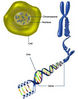 Filename=ch1_dnagenes.jpg
Filesize=65KiB
Dimensions=350x446
Date added=Oct 01, 2007 ch1_dnagenes.jpg