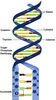 ch1_nucleotide.jpg